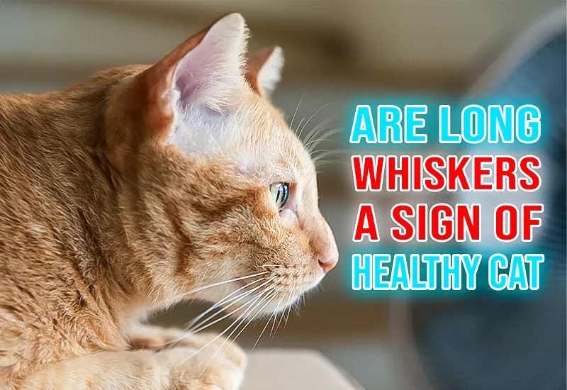 Are Long Whiskers a Sign of a Healthy Cat