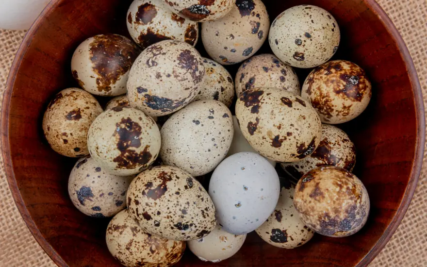 Are quail eggs safe for cats