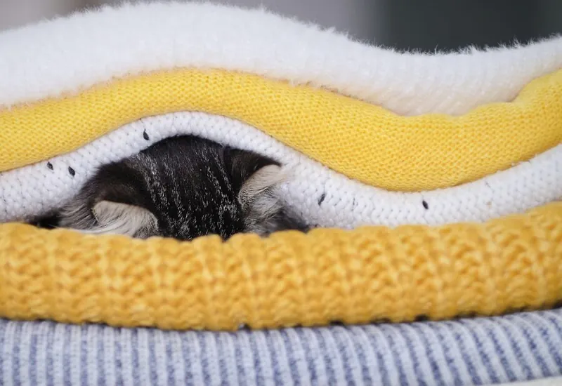 Can Cats Breathe Under Blankets