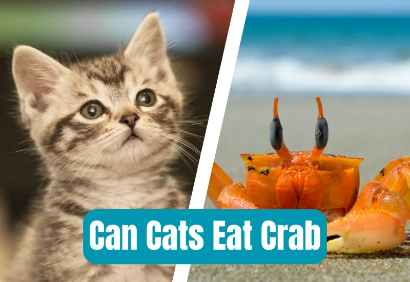 Can Cats Eat Crab