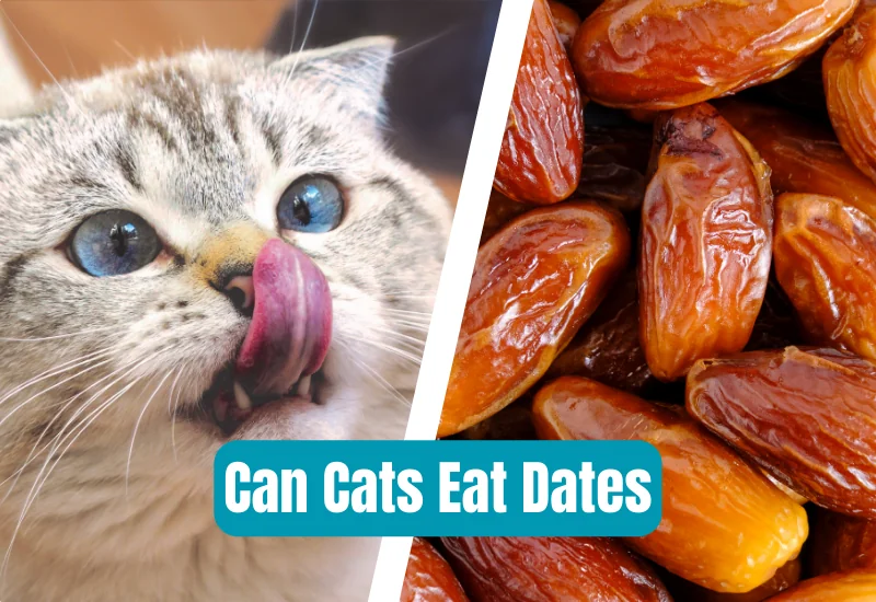 Can Cats Eat Dates