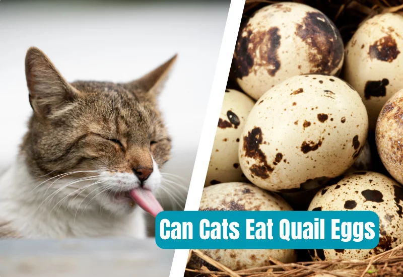 Can Cats Eat Quail Eggs