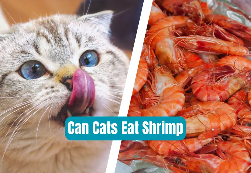 Can Cats Eat Shrimp