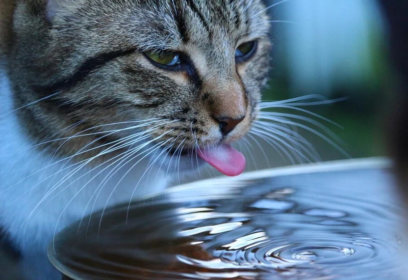 Cat Drinks a Lot of Water