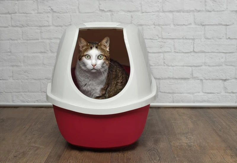 Cat Litter Box