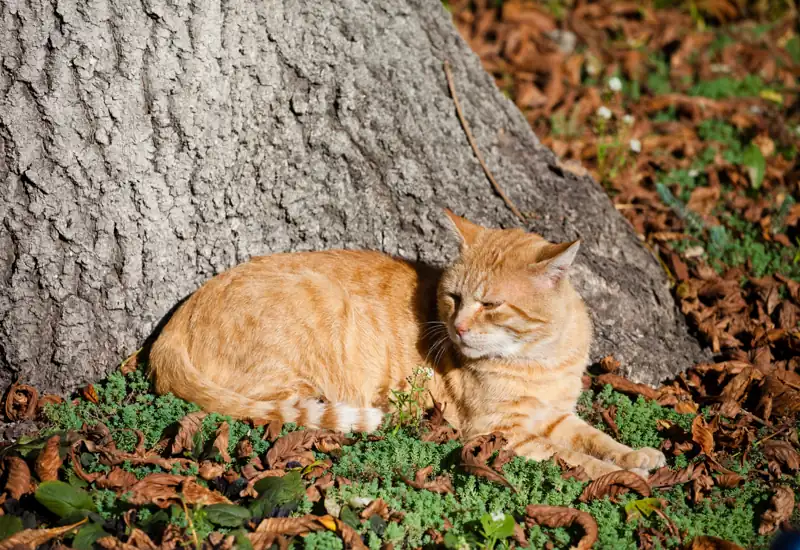 Cat Trying to Stress Relief