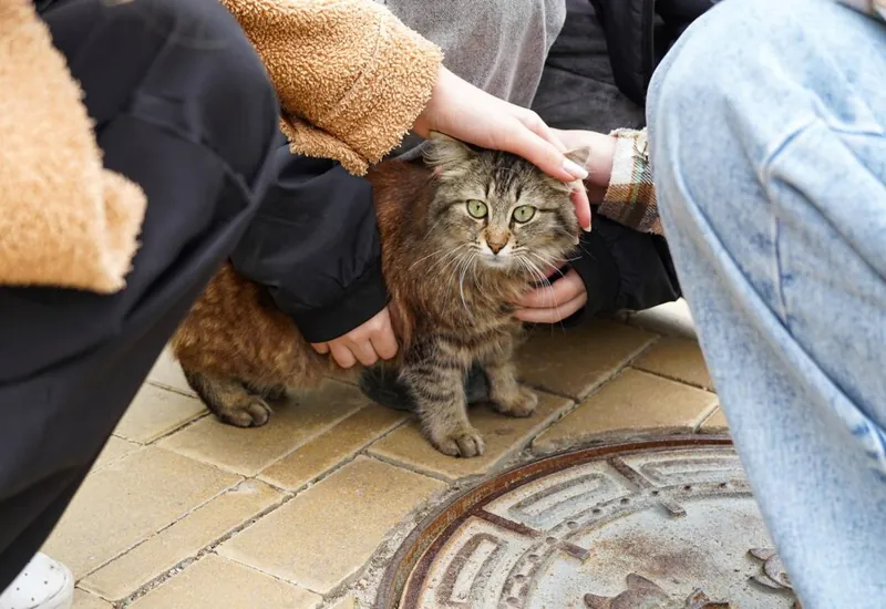 Clingy Cat Behavior