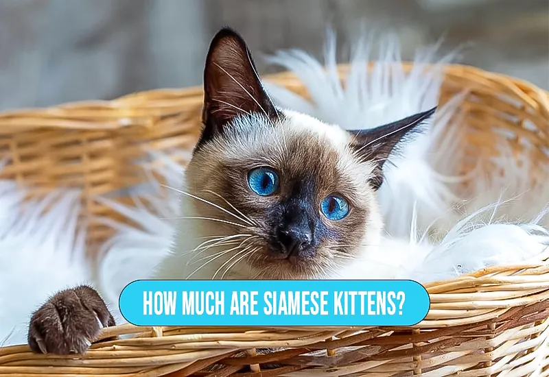 How Much are Siamese Kittens