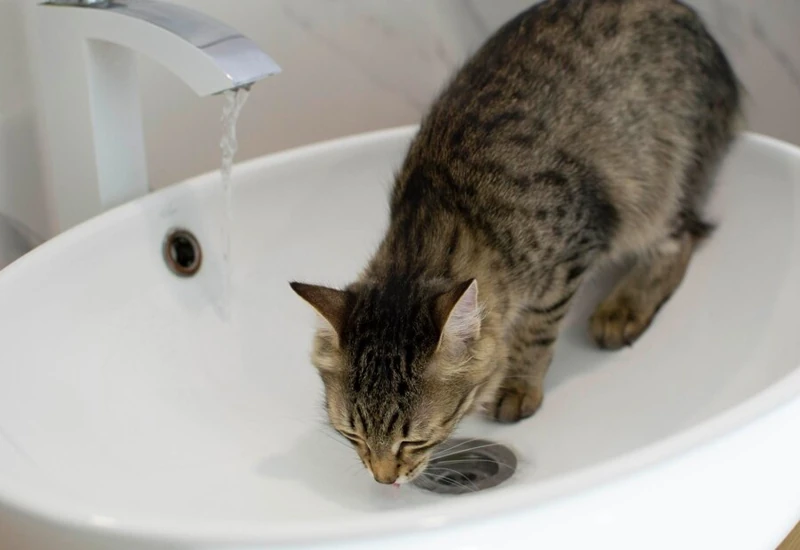 How to Stop a Cat from Peeing in the Sink