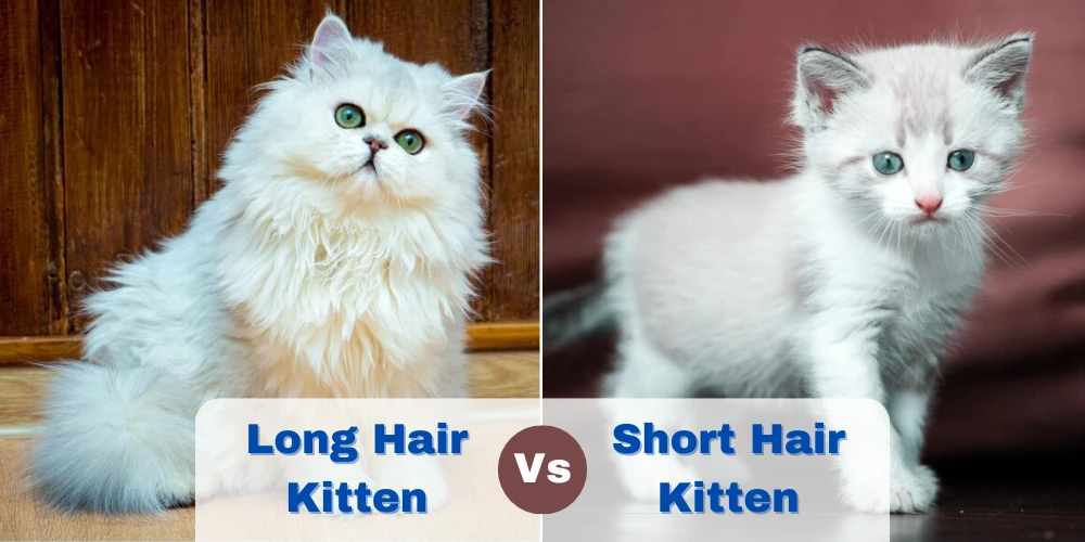 Long Hair vs Short Hair Kitten