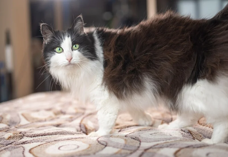 Long-haired Vs. Short-haired Kittens