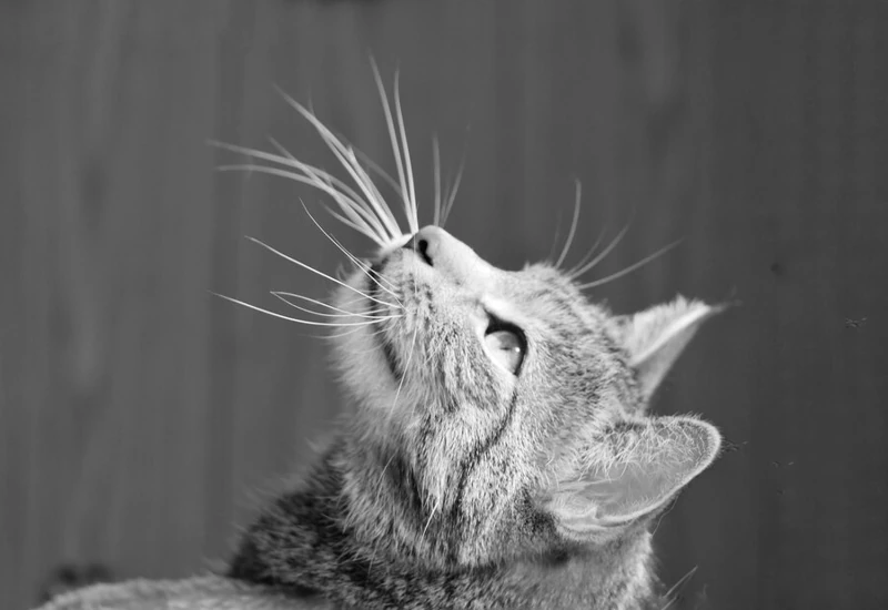 Myths About Long Whiskers in Cats