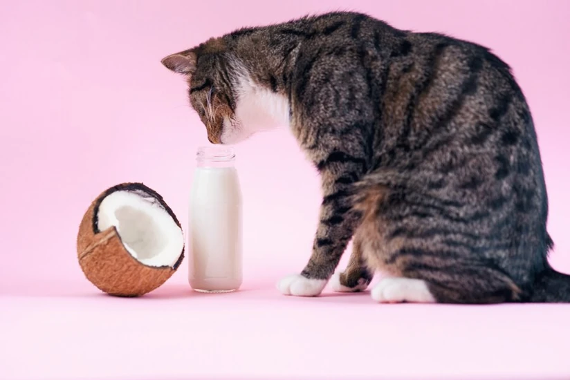 Potential Benefits of Coconut Water for Cats