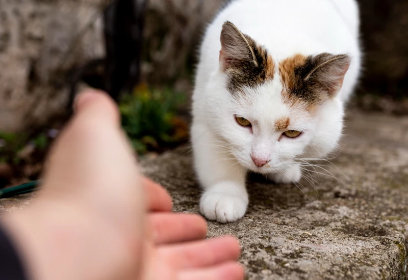 Stop Cat Rolling in Dirt