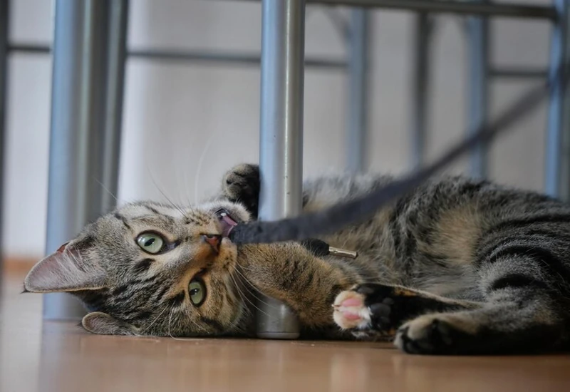 Symptoms of Paralysis in Cats