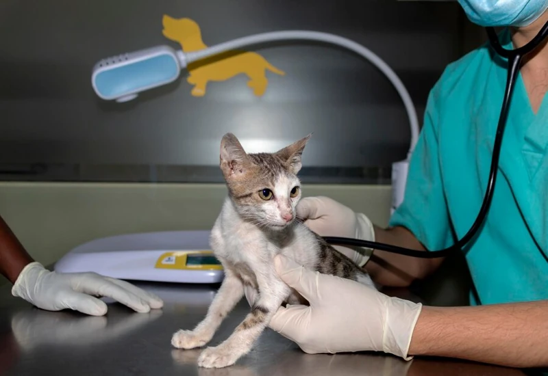 Treatment Options for Paralyzed Cats