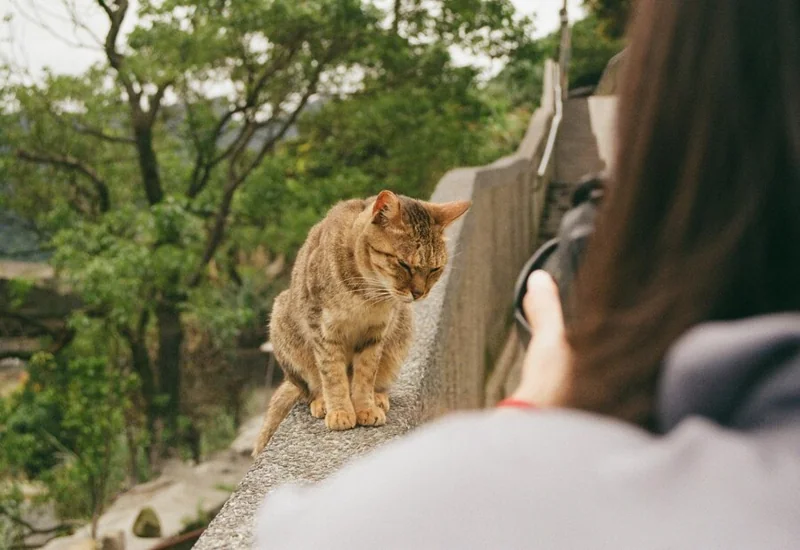 Why Cats Follow Their Owners