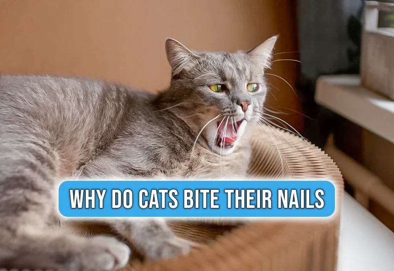 Why Do Cats Bite Their Nails