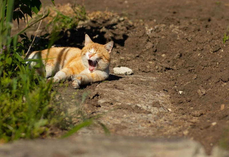 Why Do Cats Roll in the Dirt