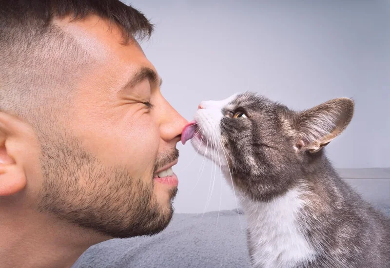 Why Does My Cat Lick My Face