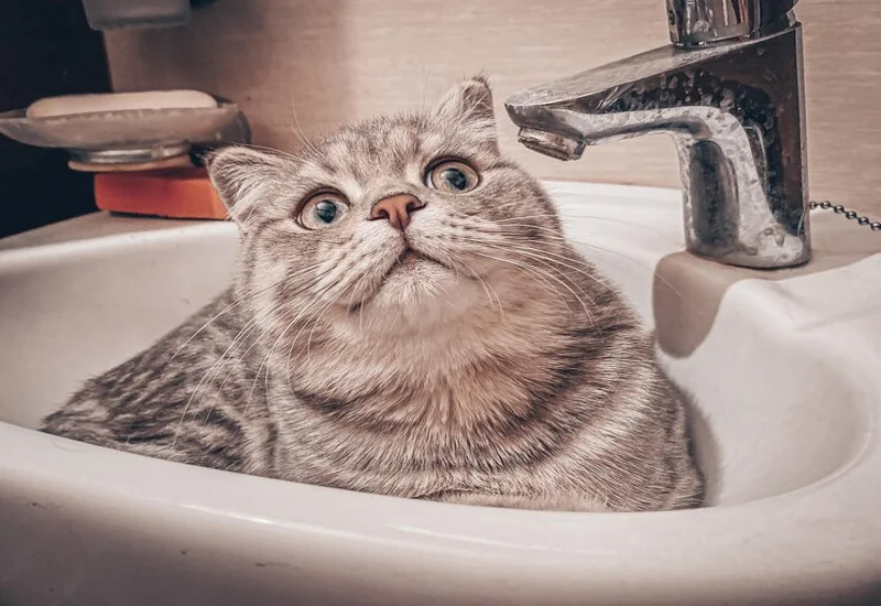 Why Is My Cat Peeing In the Sink