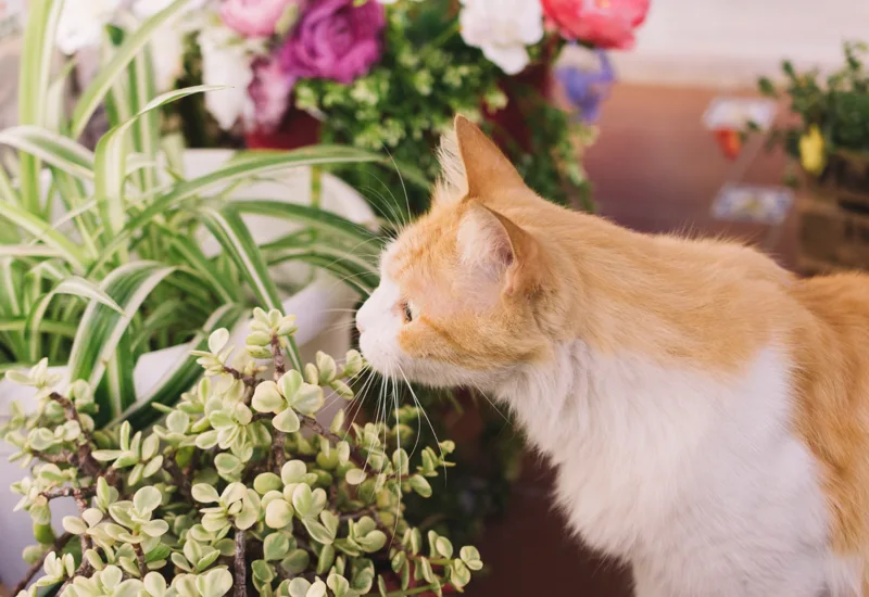 Carnation Toxic to Cats