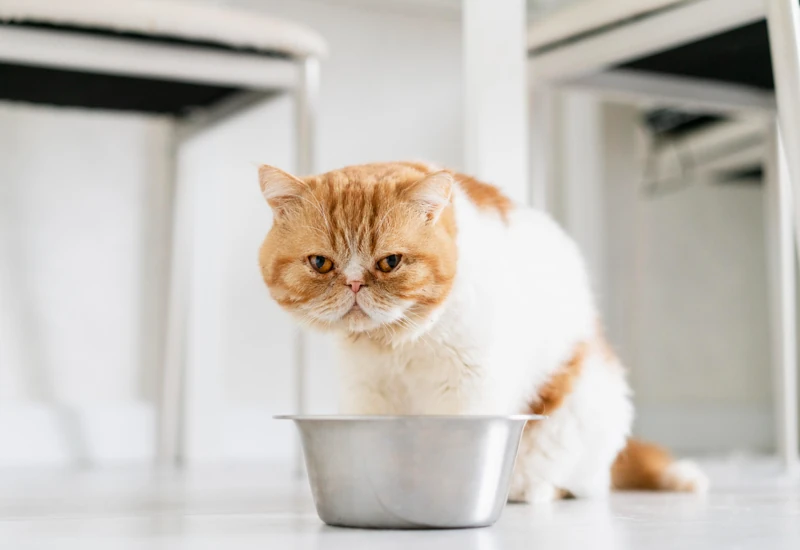 cat dump water bowl