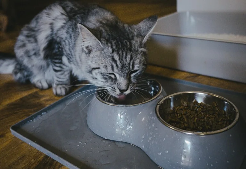 cat food and water