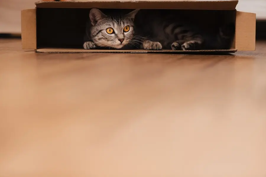 cat-inside-into-cardboard-box