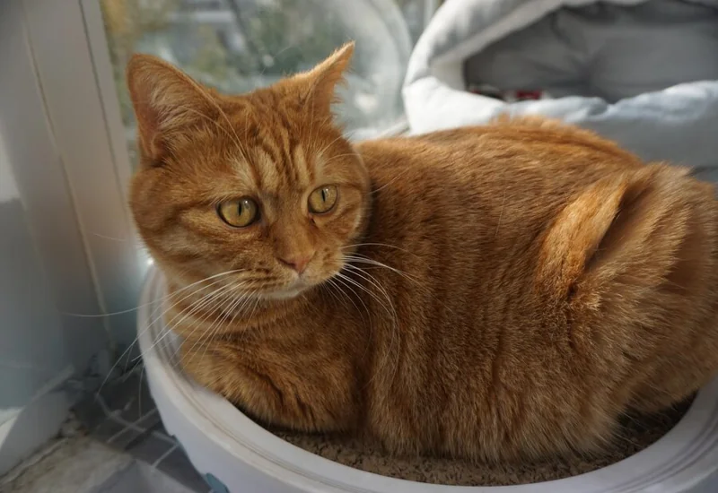 cat peeing on sink