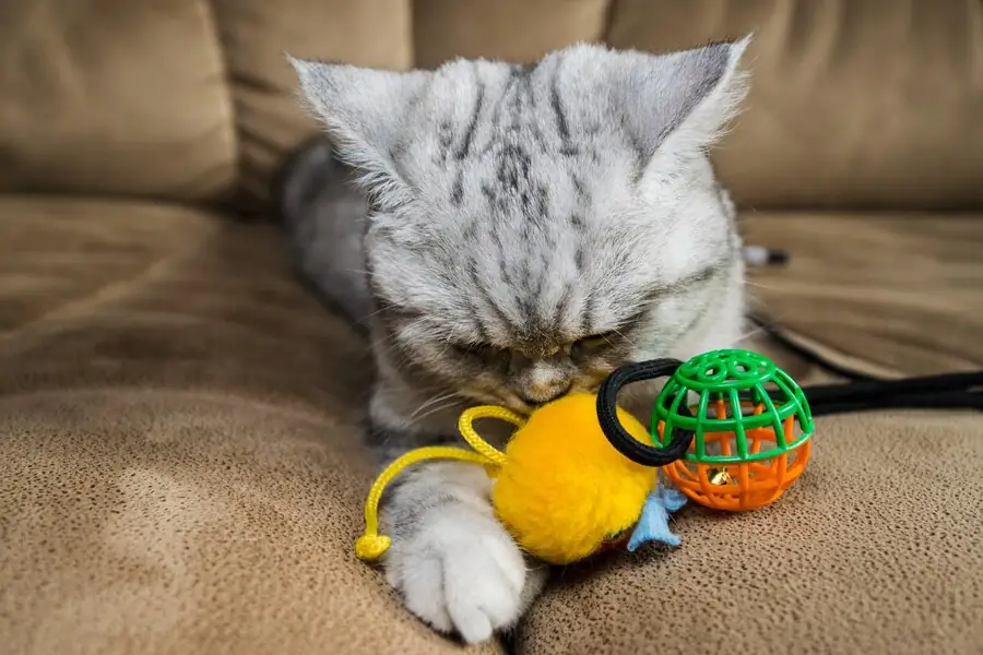 cat-playing-catnip-toy