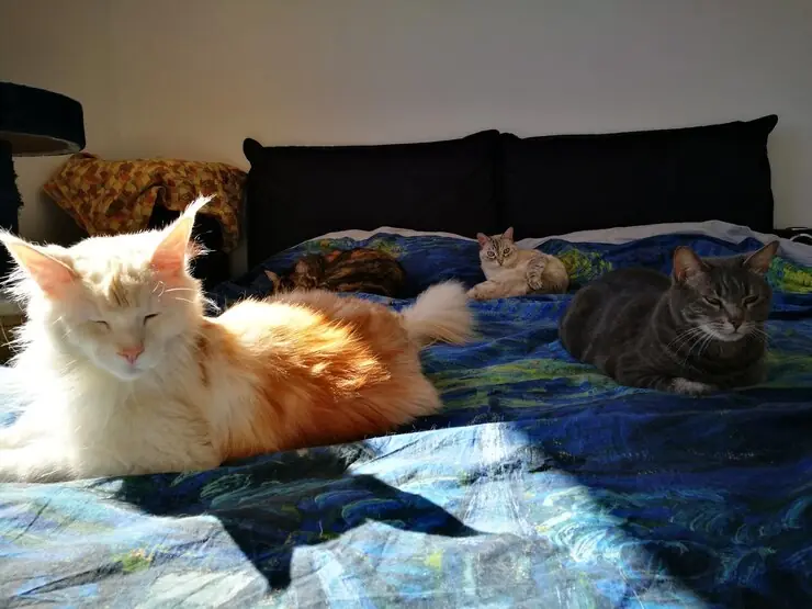 cats-sitting-on-comfortable-bed