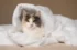 Can Cats Breathe Under Blankets? A Comprehensive Guide