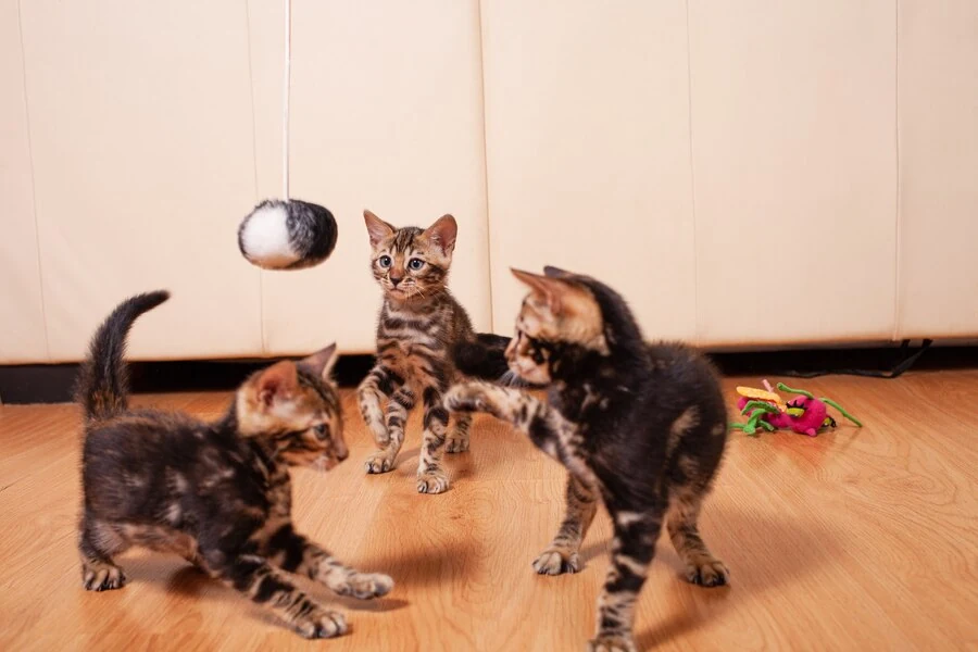 cats-playing-with-ball