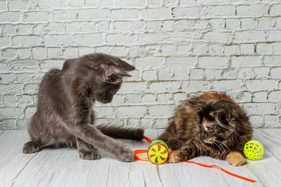 cats-playing-with-catnip-toys