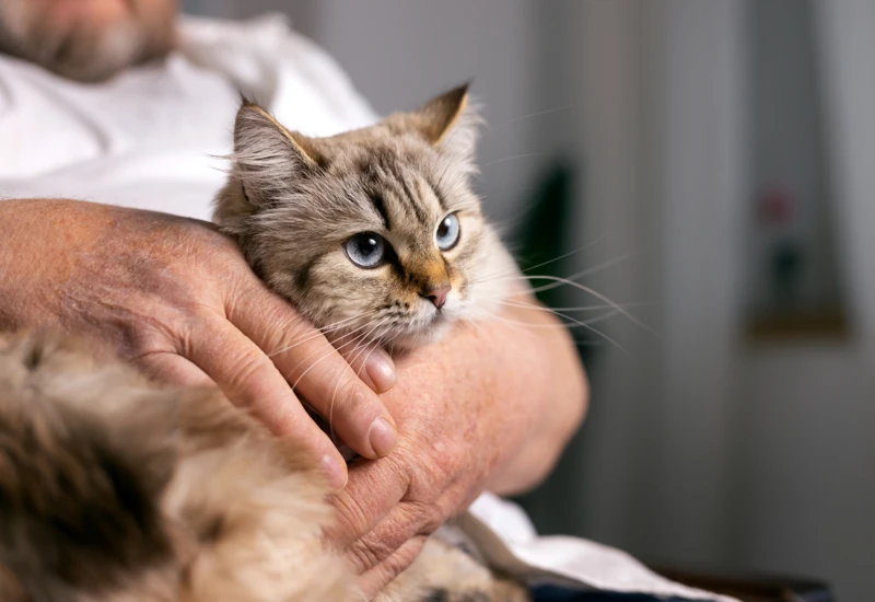 Diagnosis of Paralysis in Cats