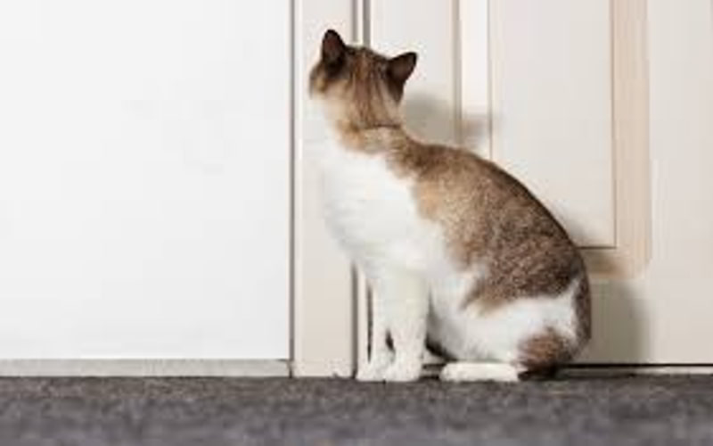 Understanding Why Cats Scratch Doors