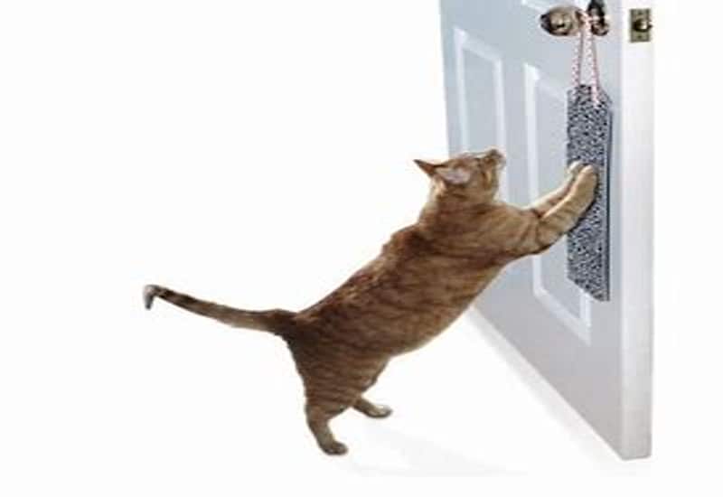 Provide Alternative Scratching Surfaces Or Selecting the Right Scratching Posts