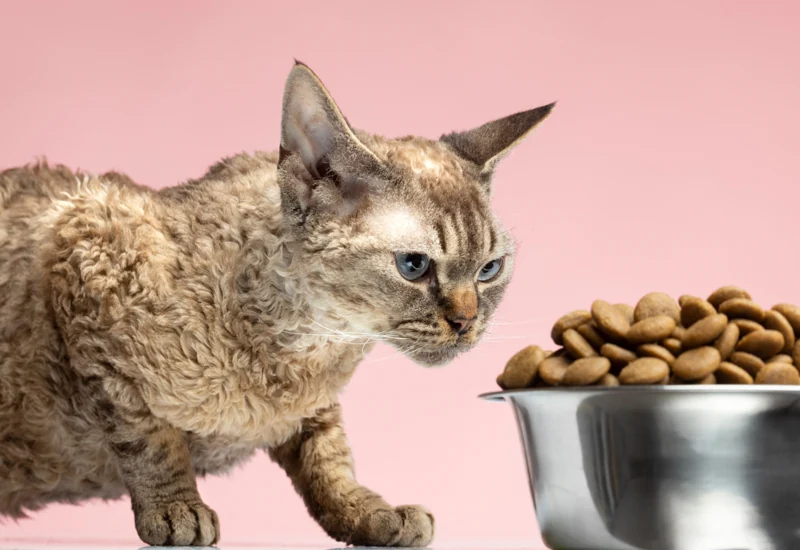 Nutritional Solution to Siamese Cats Biting